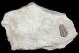 Inflated Calymene knowlani Trilobite - Quebec #164444-1